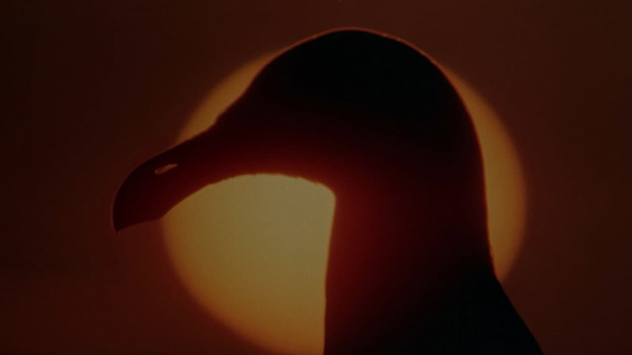 Jonathan Livingston Seagull still 7