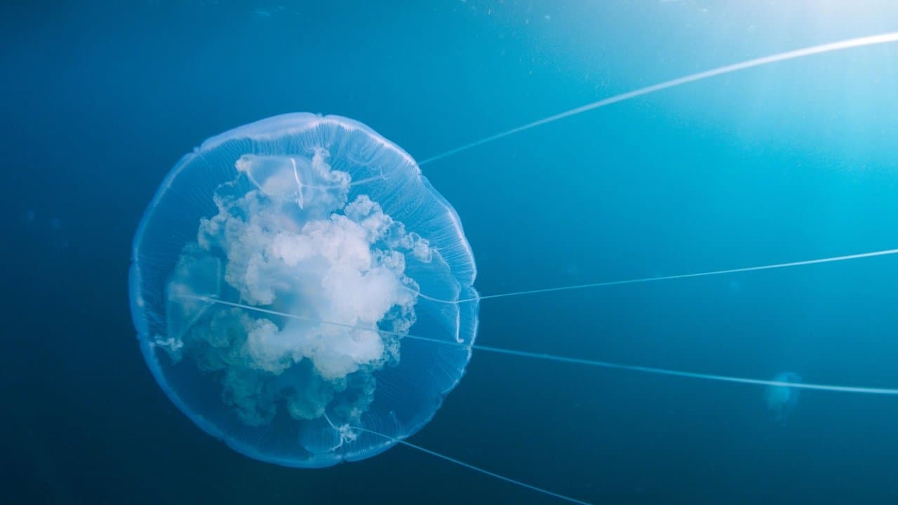 Voyage of Time: Life's Journey still 1