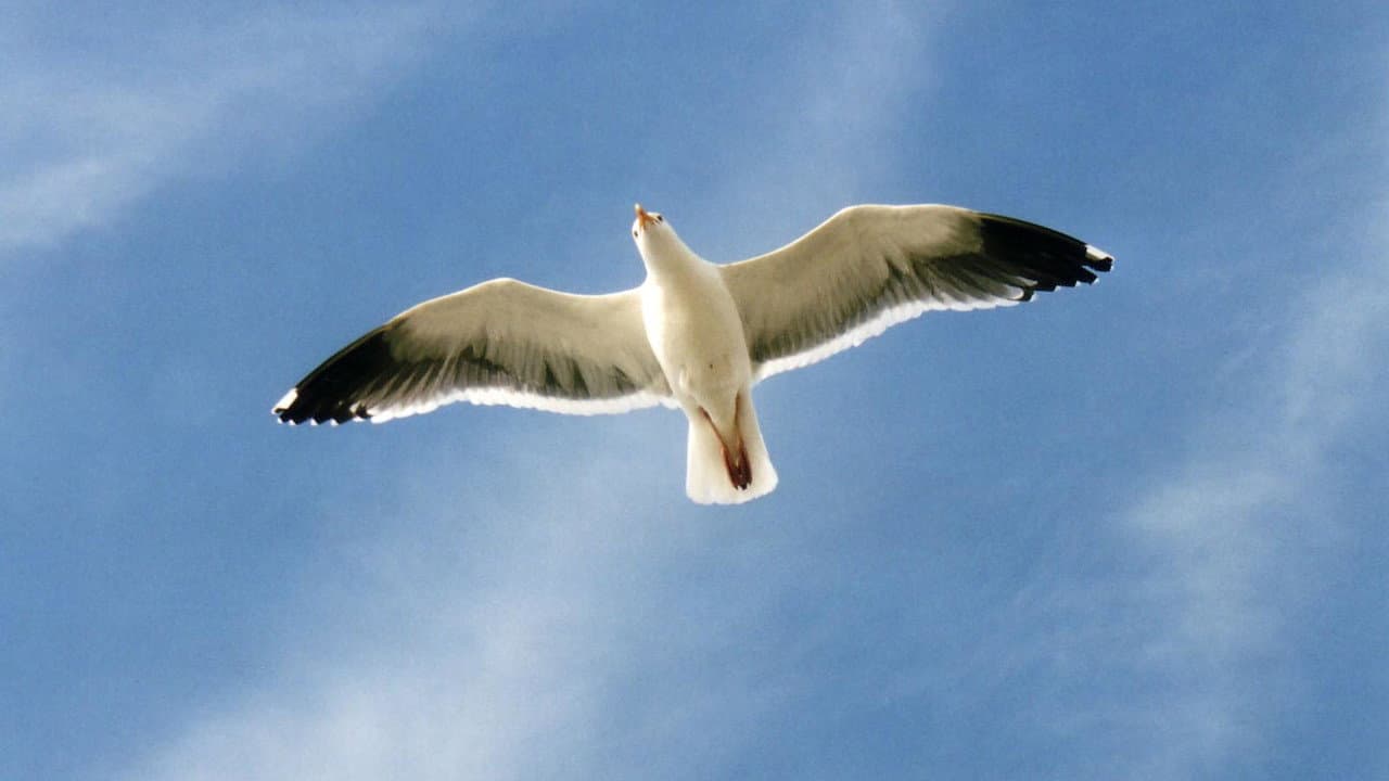 Jonathan Livingston Seagull still 6