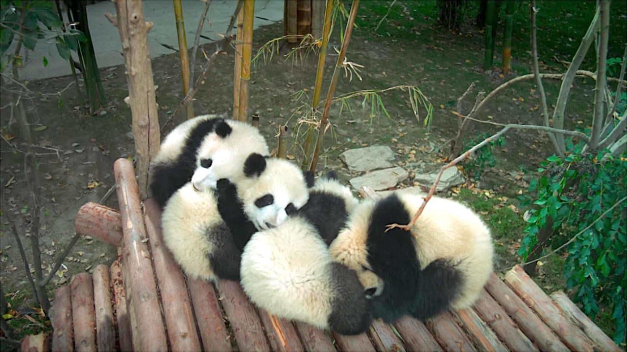 Pandas still 2