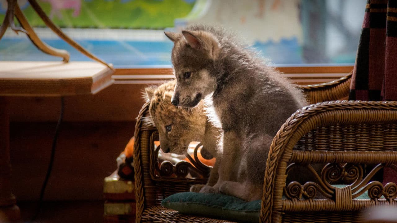 The Wolf and the Lion still 3