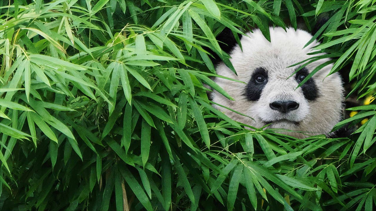Pandas still 1