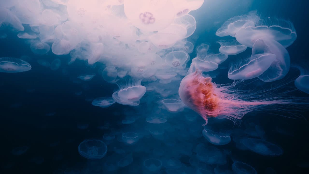 Voyage of Time: Life's Journey still 8
