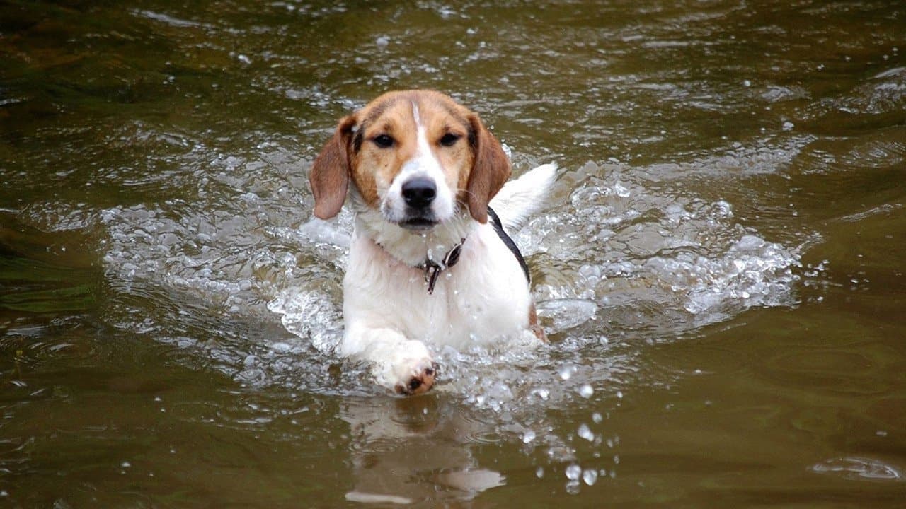 Shiloh still 1