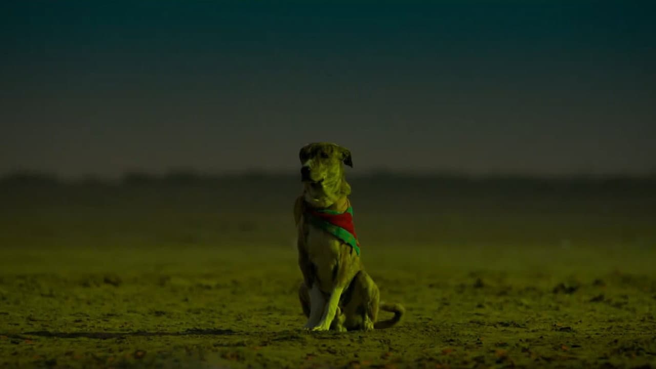 Ohh My Dog still 3