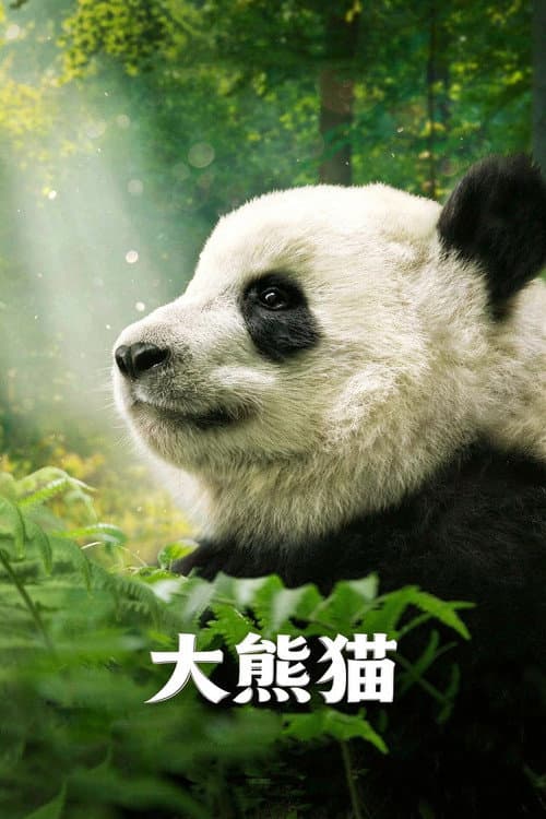 Pandas still 5