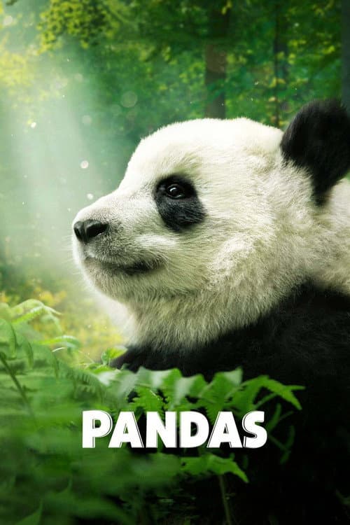 Pandas still 4